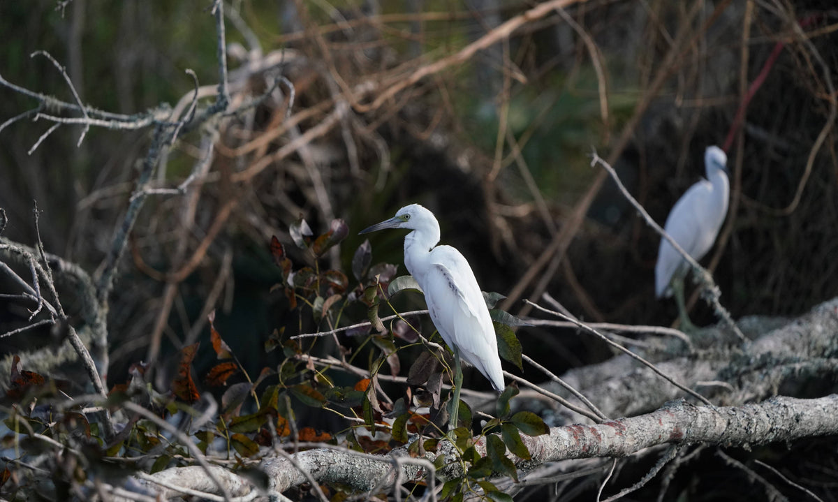 Little Blue Heron [Egretta caerulea]