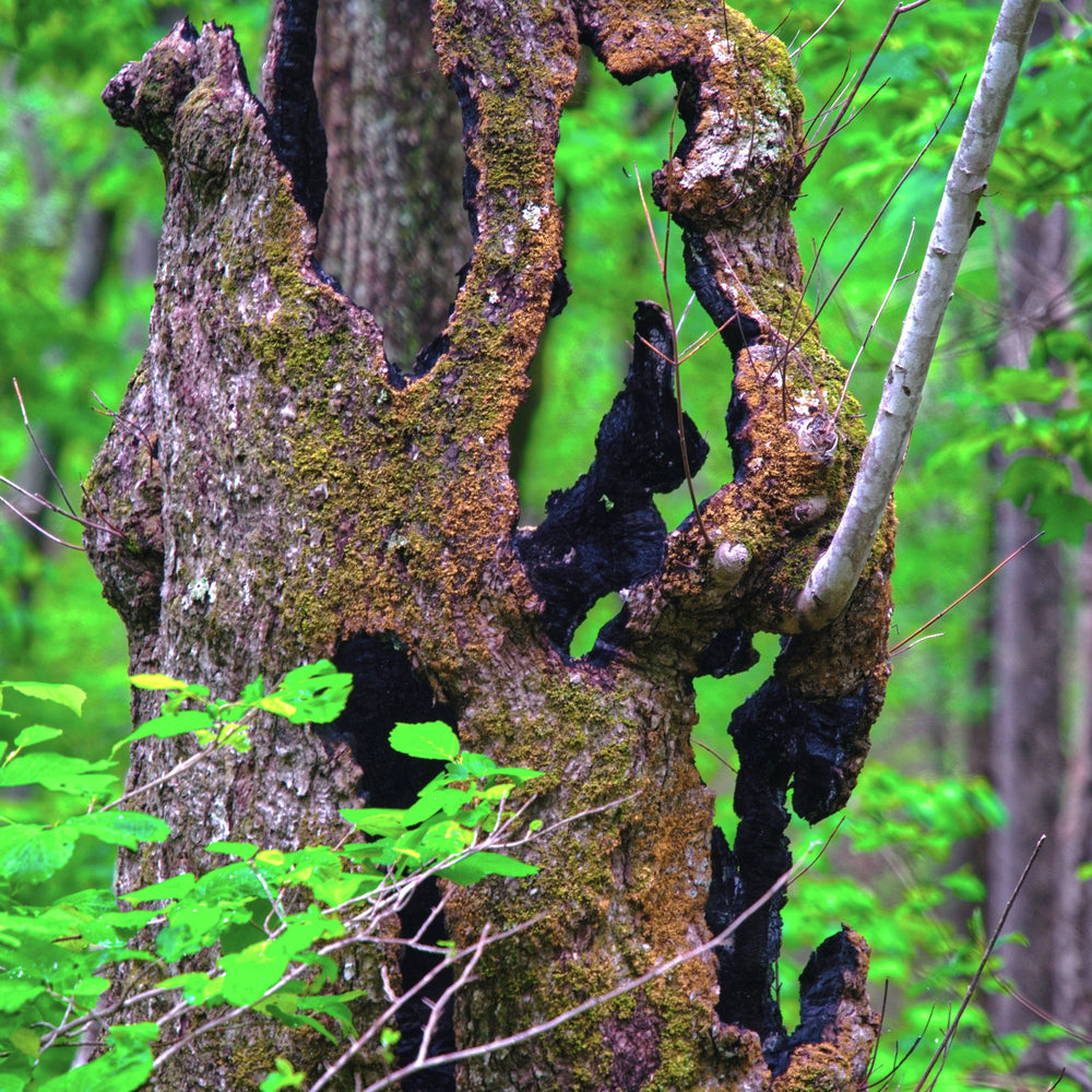 Rabbit In the Tree