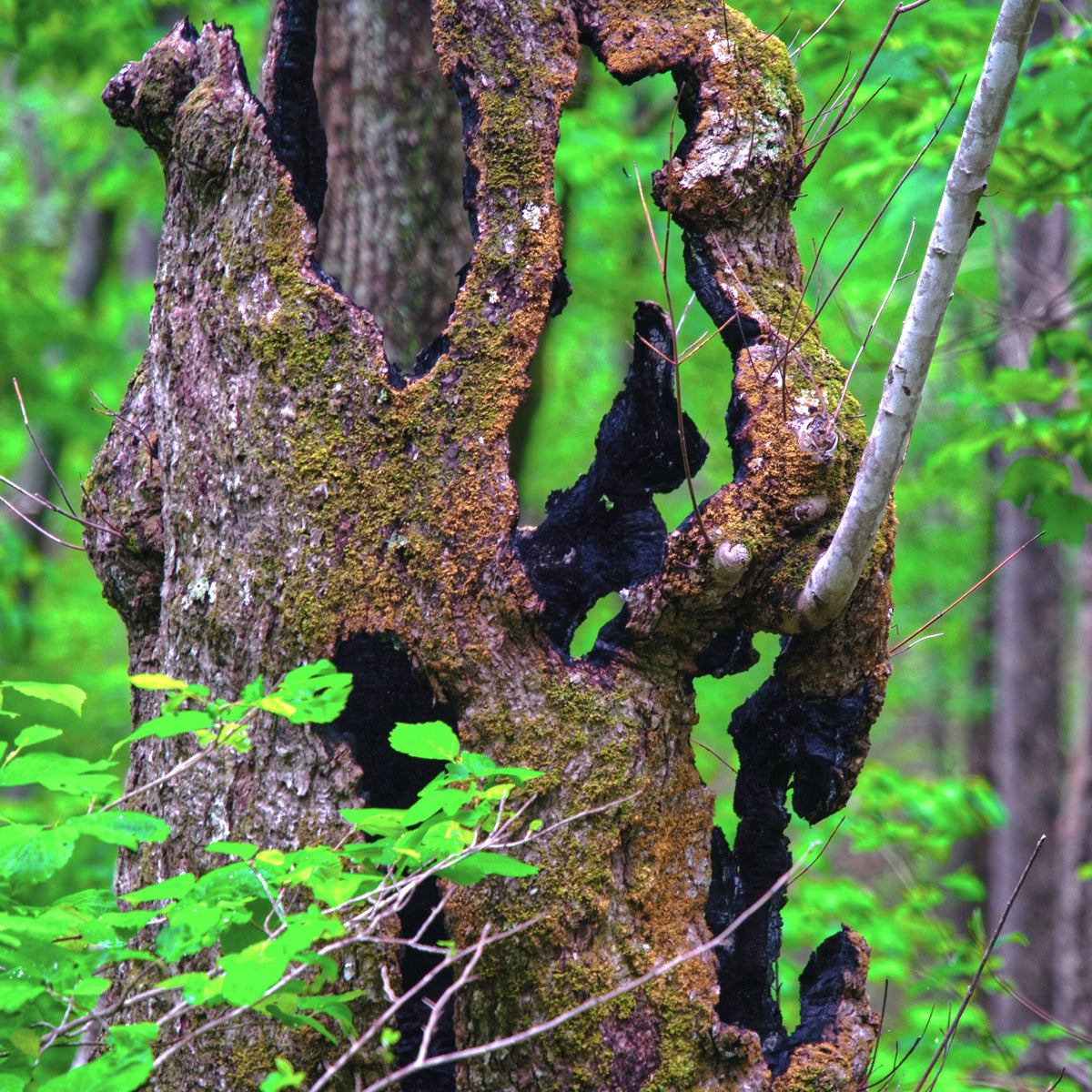 Rabbit In the Tree