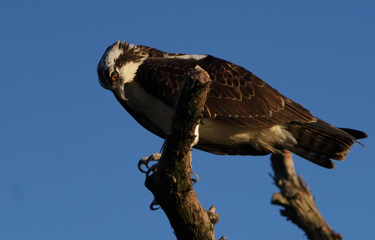 Osprey [Pandian haliaetus]