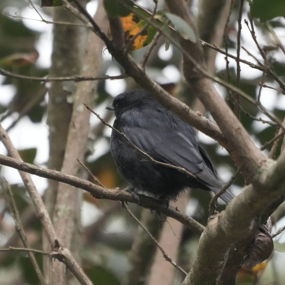 Southern Black-Flycatcher [Melaenornis pammelaina]