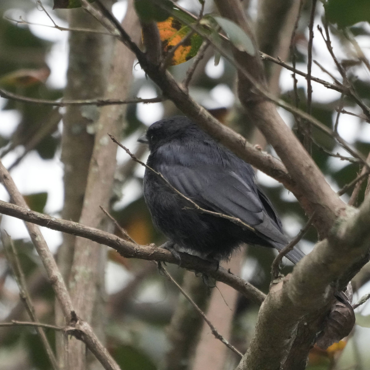 Southern Black-Flycatcher [Melaenornis pammelaina]