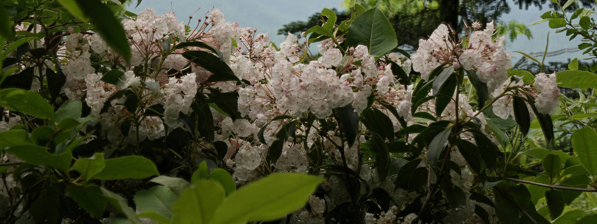 Mountain Laurel [Kalmia latifolia] at Green Knob