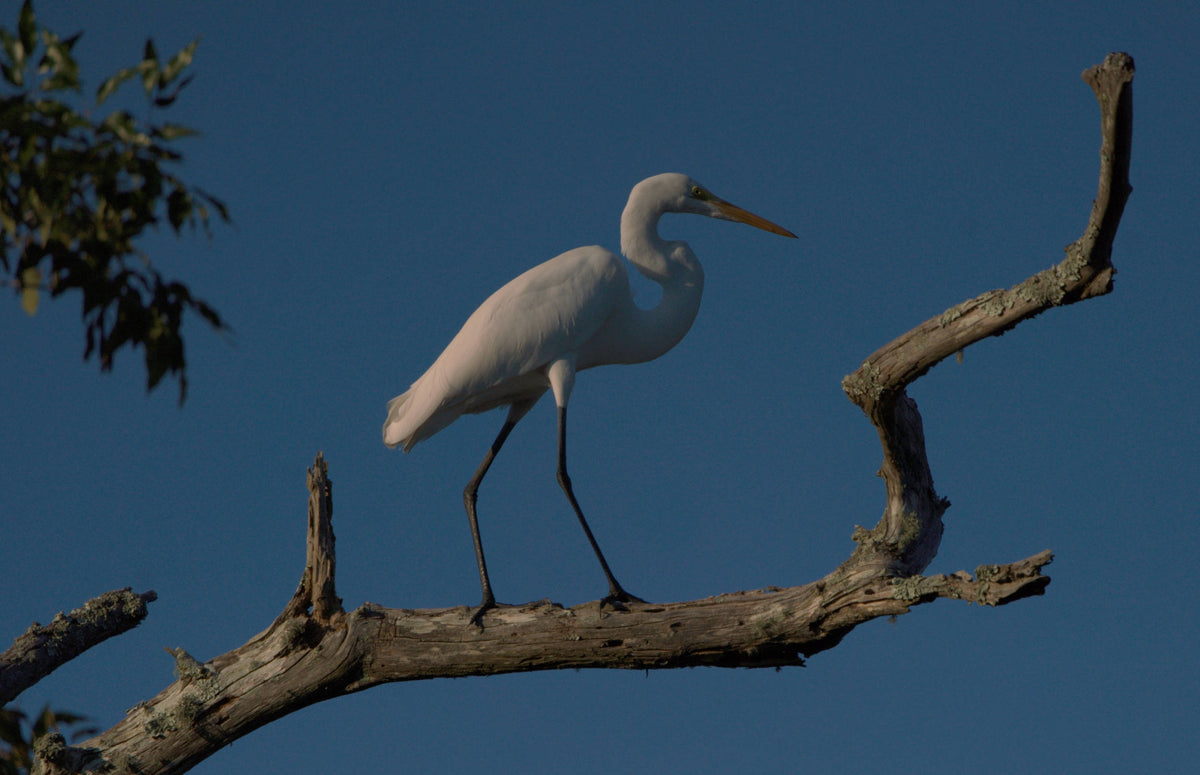 Great Egret [Ardea alba]