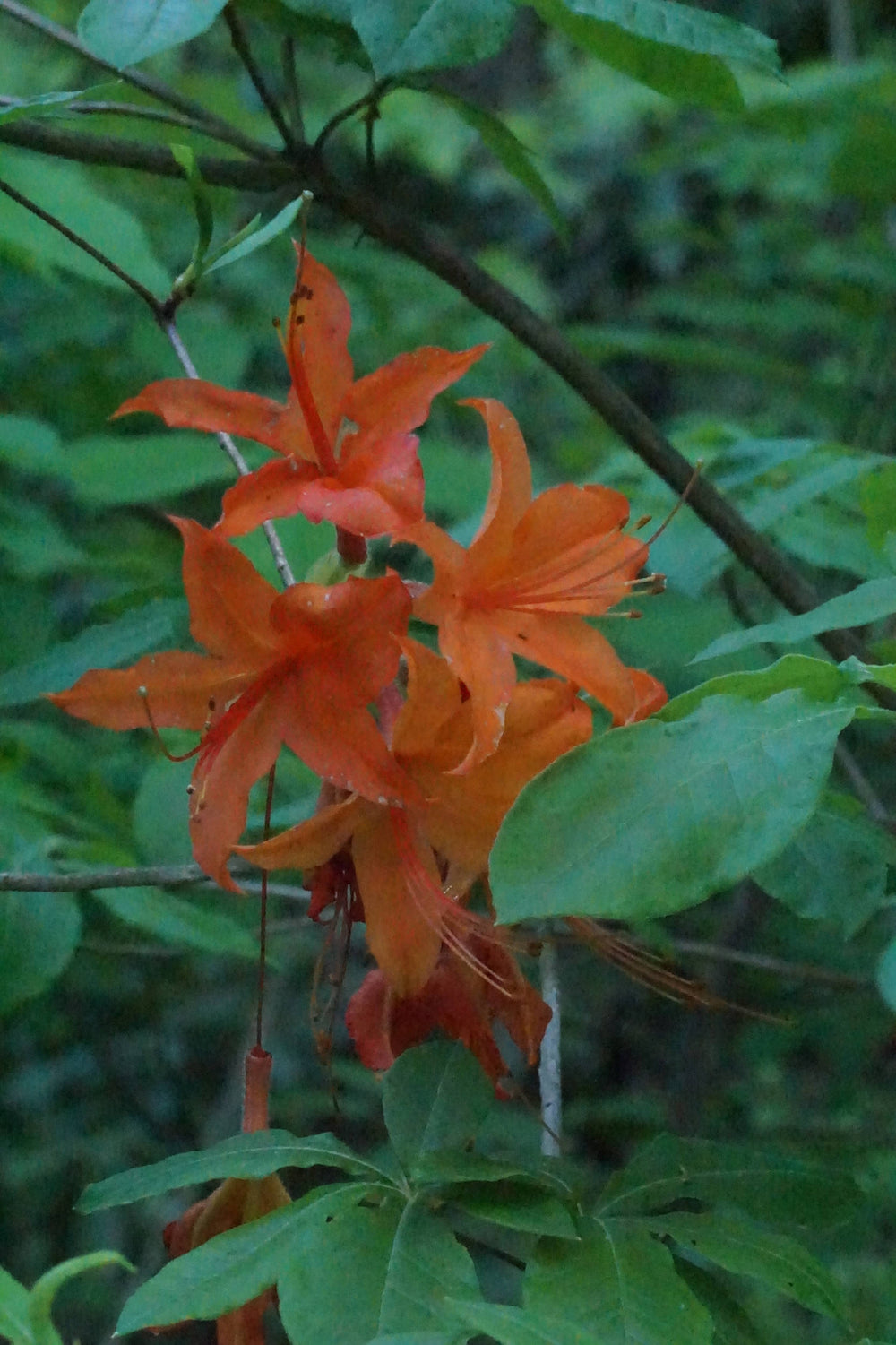 Flame azalea [Rhododendron calendulaceum]
