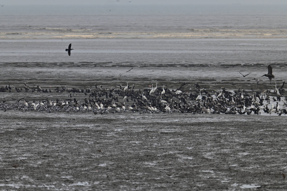 Bird Assembly at Tidal Flats near Panama City Panama