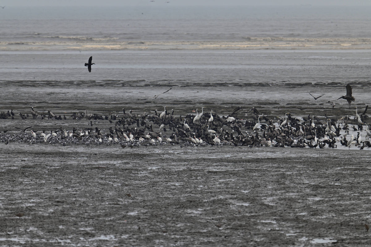 Bird Assembly at Tidal Flats near Panama City Panama