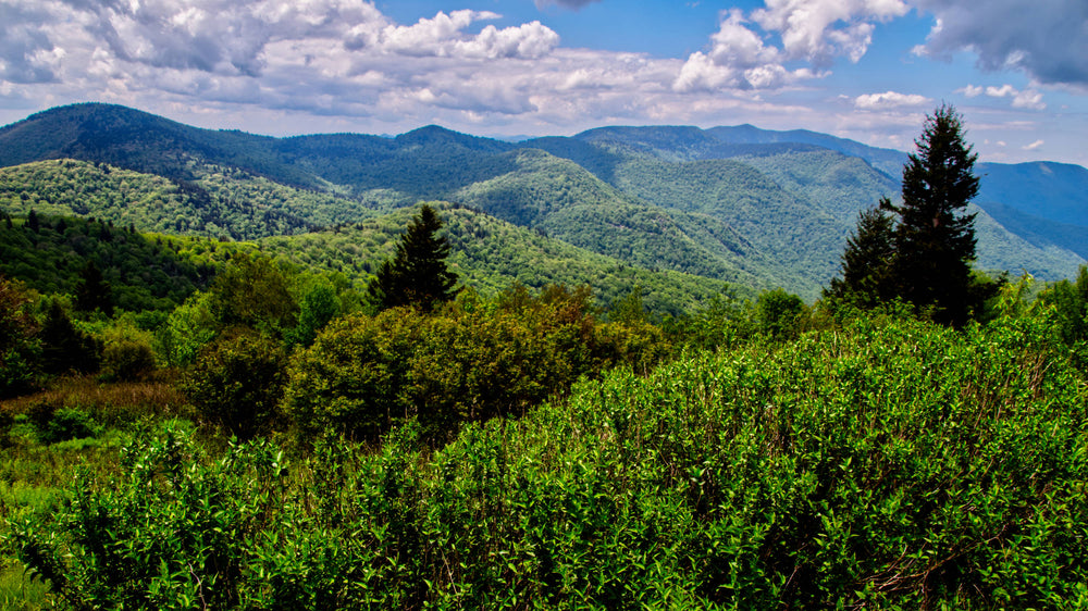 Ridgeline of the Great Balsam Mountains, Nantahala Natl. For.
