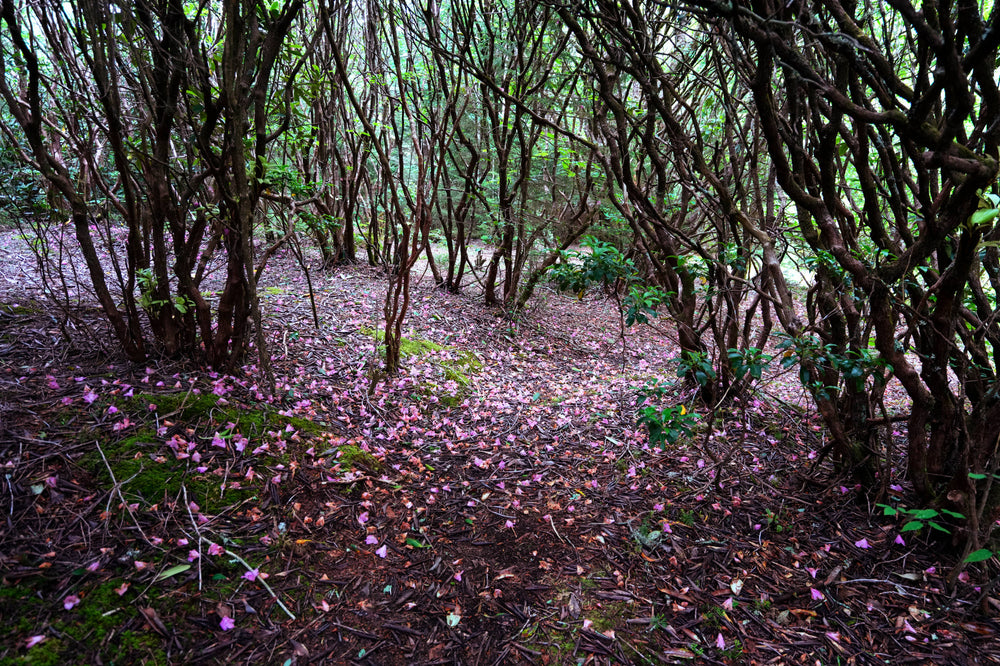 Catawba Rhododendron [Rhododendron catawbiense] at Mt. Hardy
