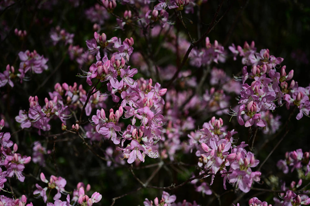 [rhododendron vaseyi]