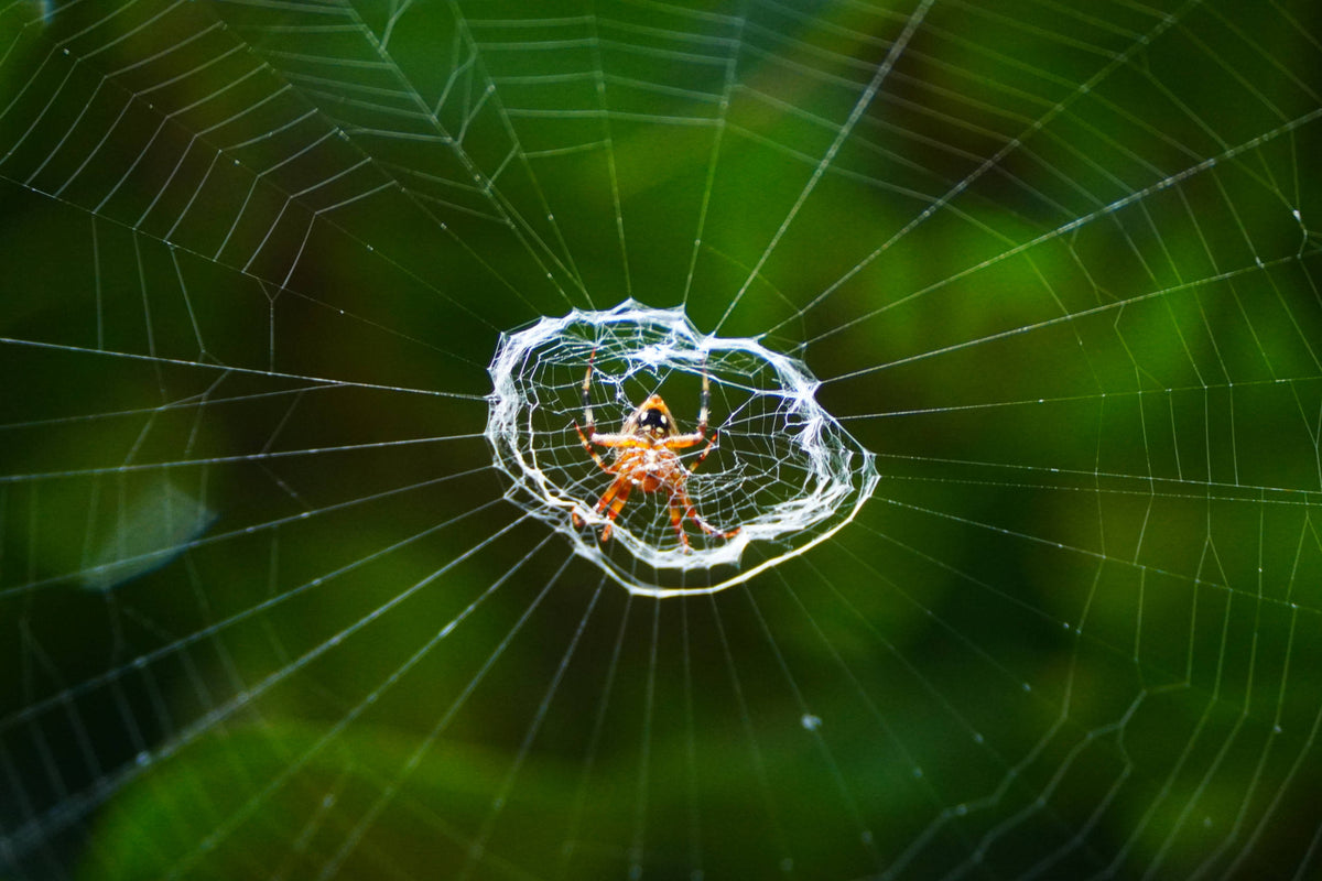 Juvenile Golden Silk spider [Trichonephila clavipes]