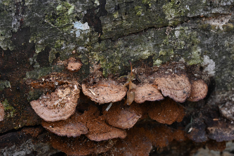 Wet Brown Bracket Mushroom [Ganoderma applanatum]