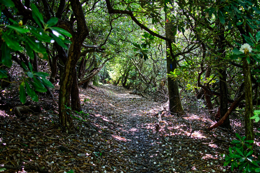 Laurel Mountain Trail near Turkey Spring Gap