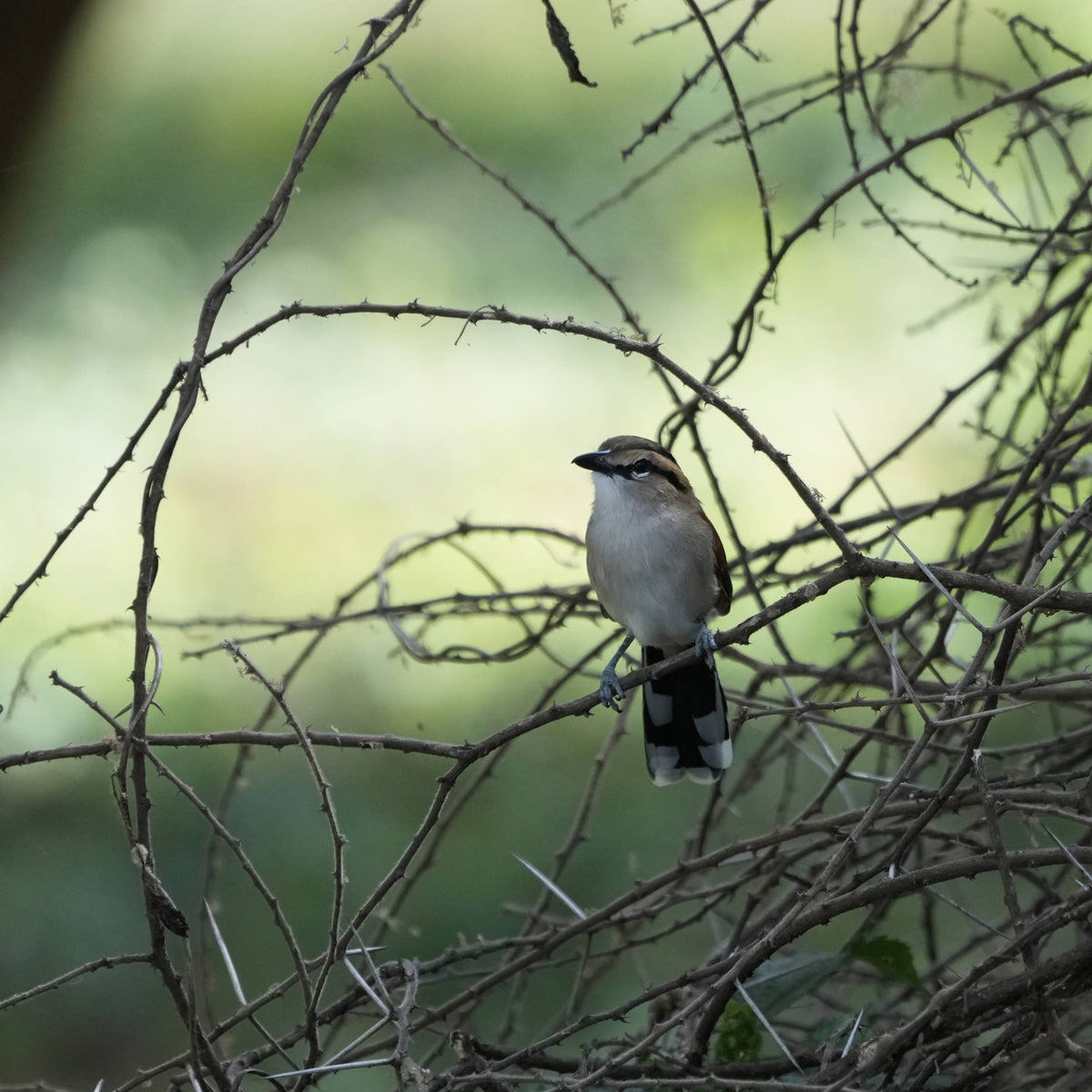 Bicolored Wren [Campylorhynchus griseus]