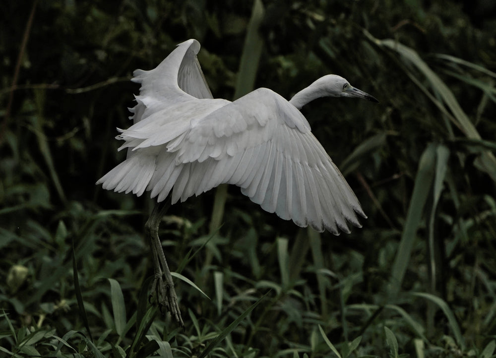 Little Blue Heron [Egretta caerulea]
