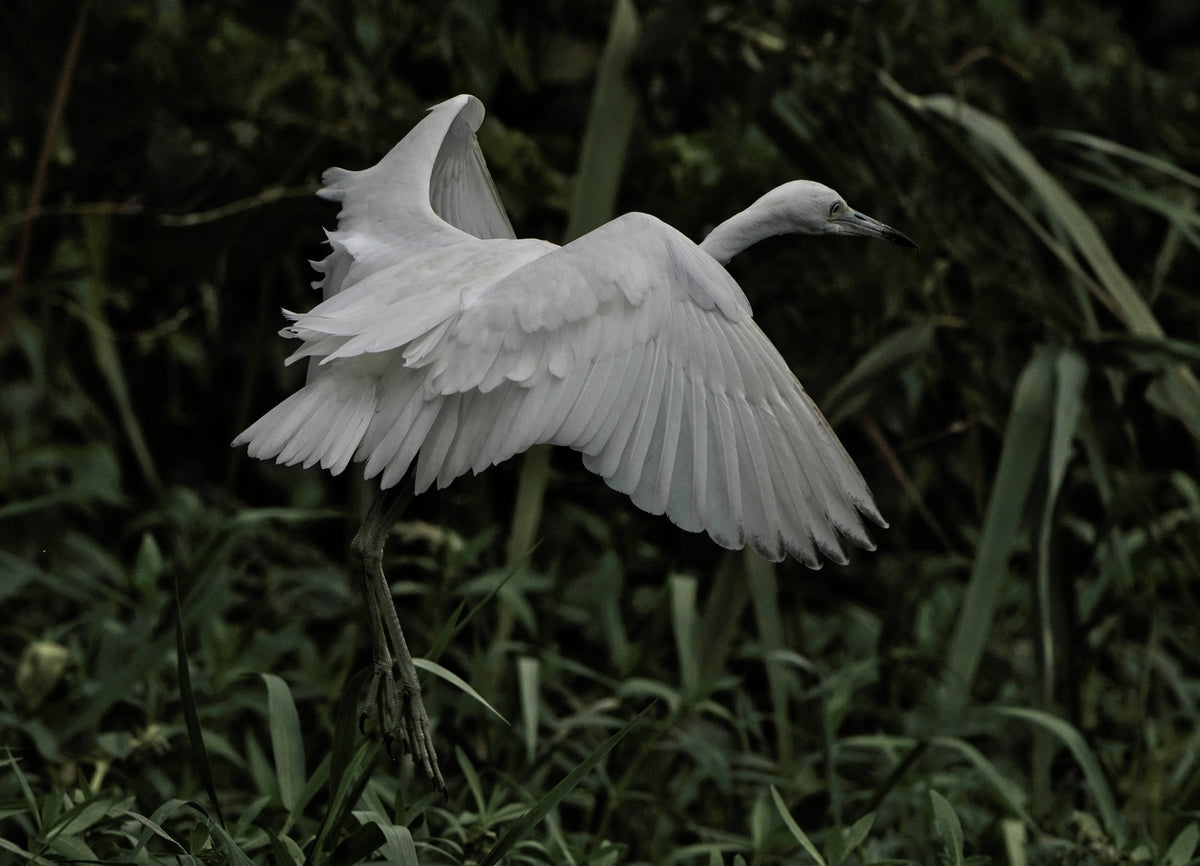 Little Blue Heron [Egretta caerulea]
