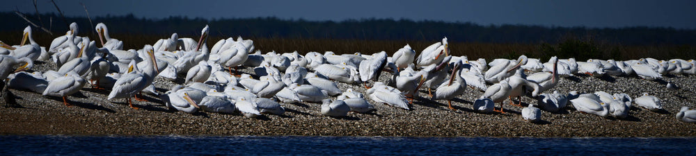 White Pelican [Pelecanus onocrotalus]