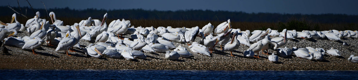 White Pelican [Pelecanus onocrotalus]