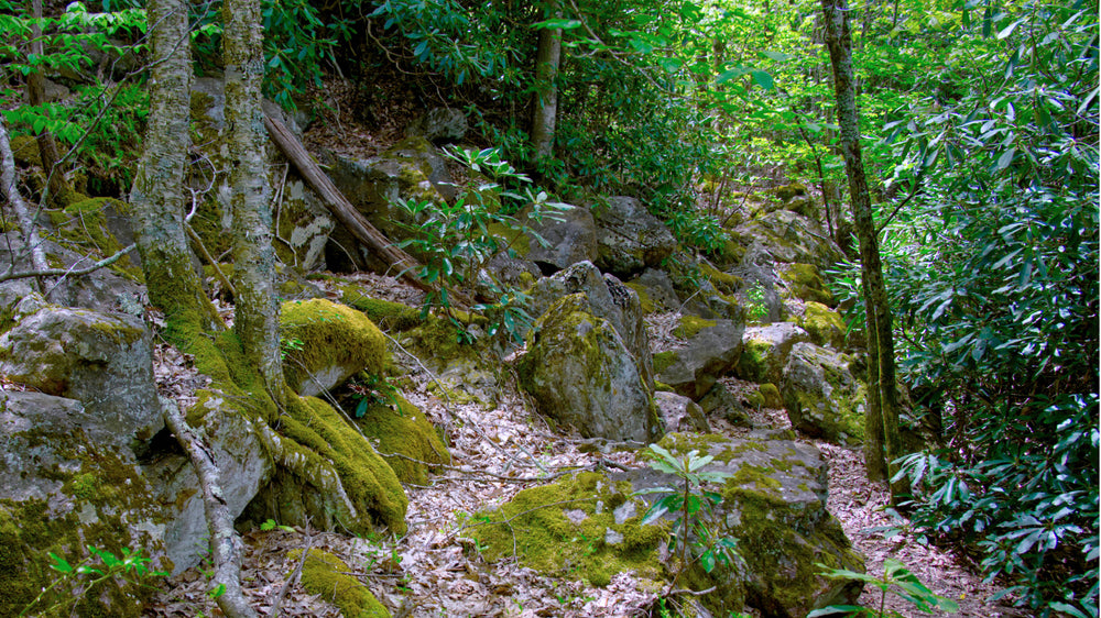 Bridges Camp Gap