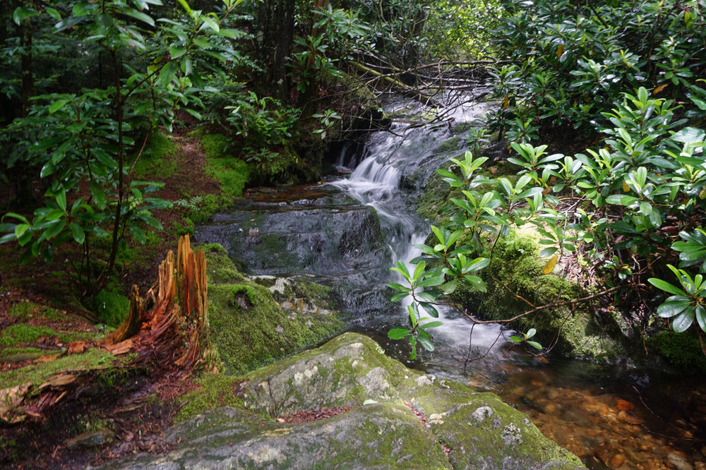 Buckeye Creek Near its Headwaters
