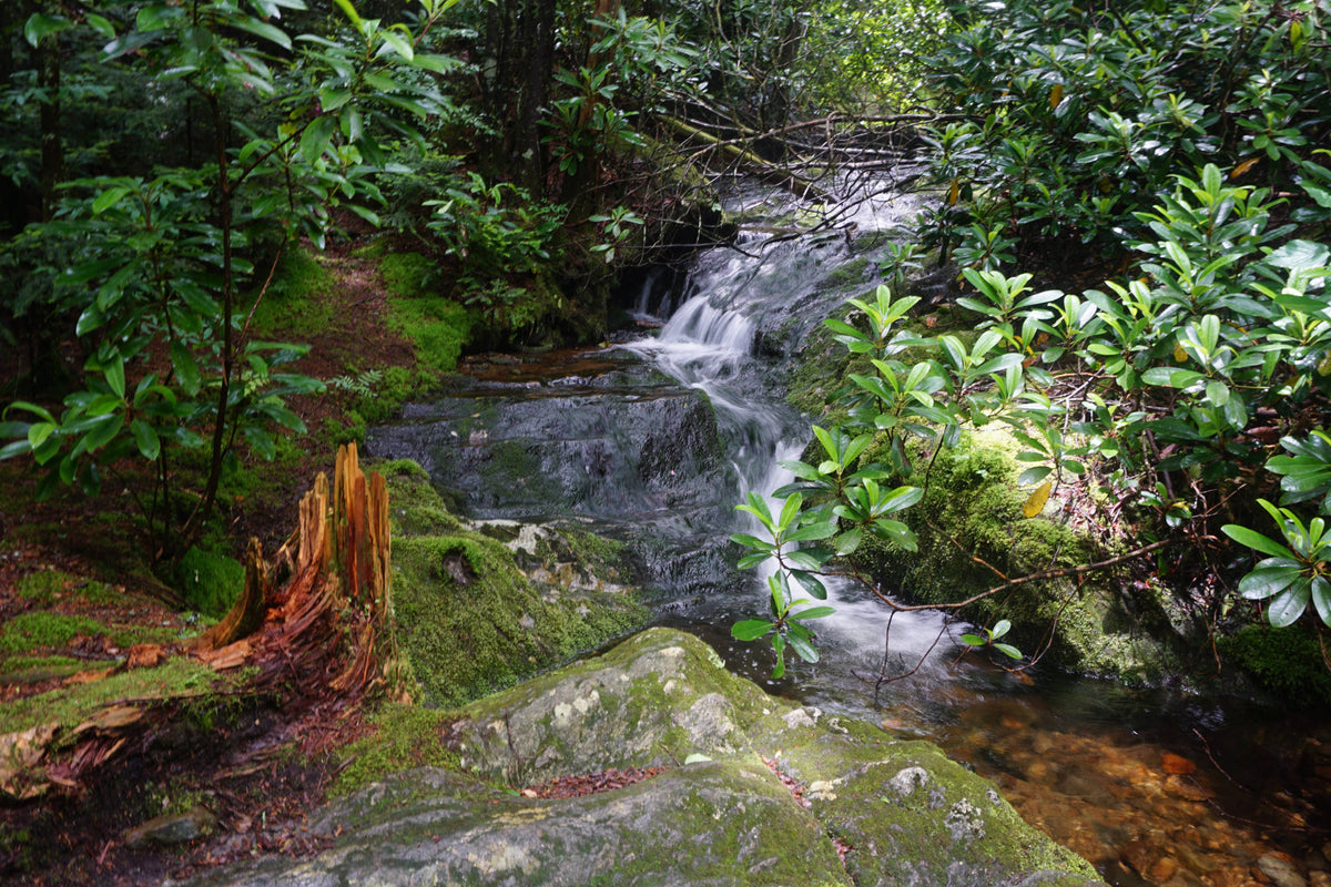 Buckeye Creek Near its Headwaters