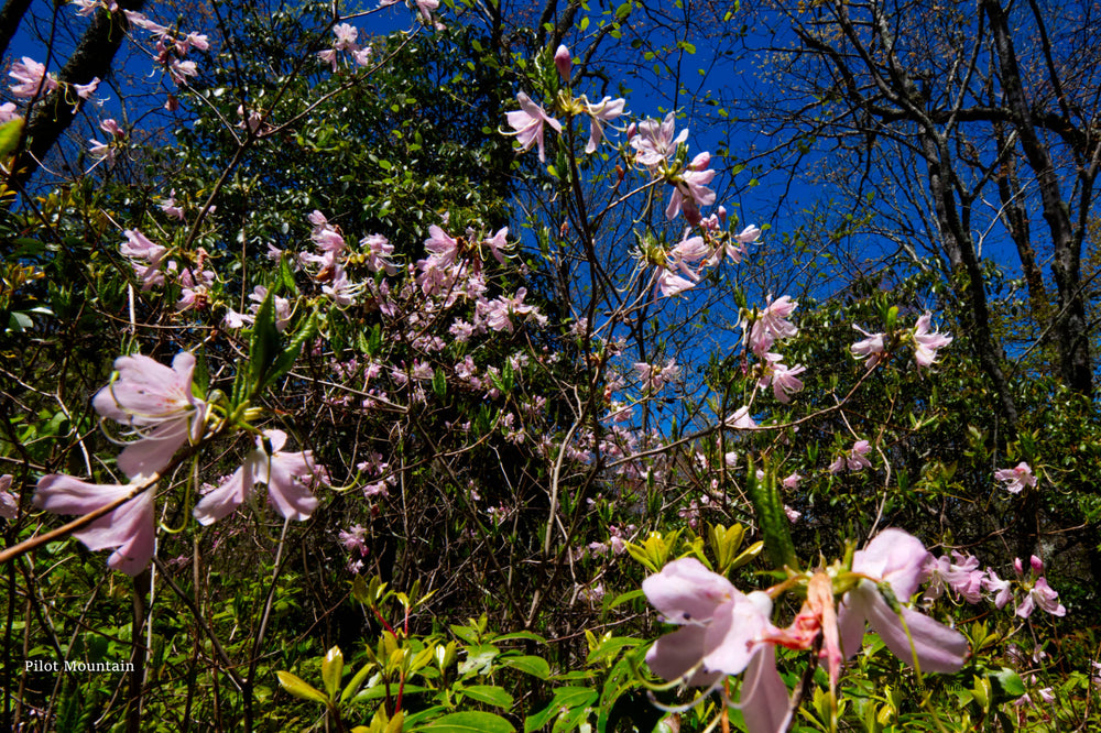Pink Shell Azalea on Pilot Mountain