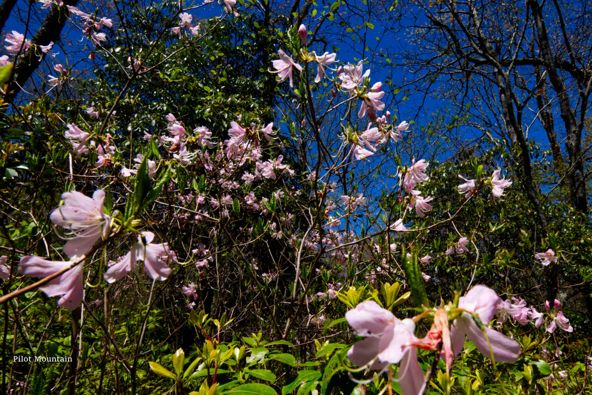 Pink Shell Azalea on Pilot Mountain