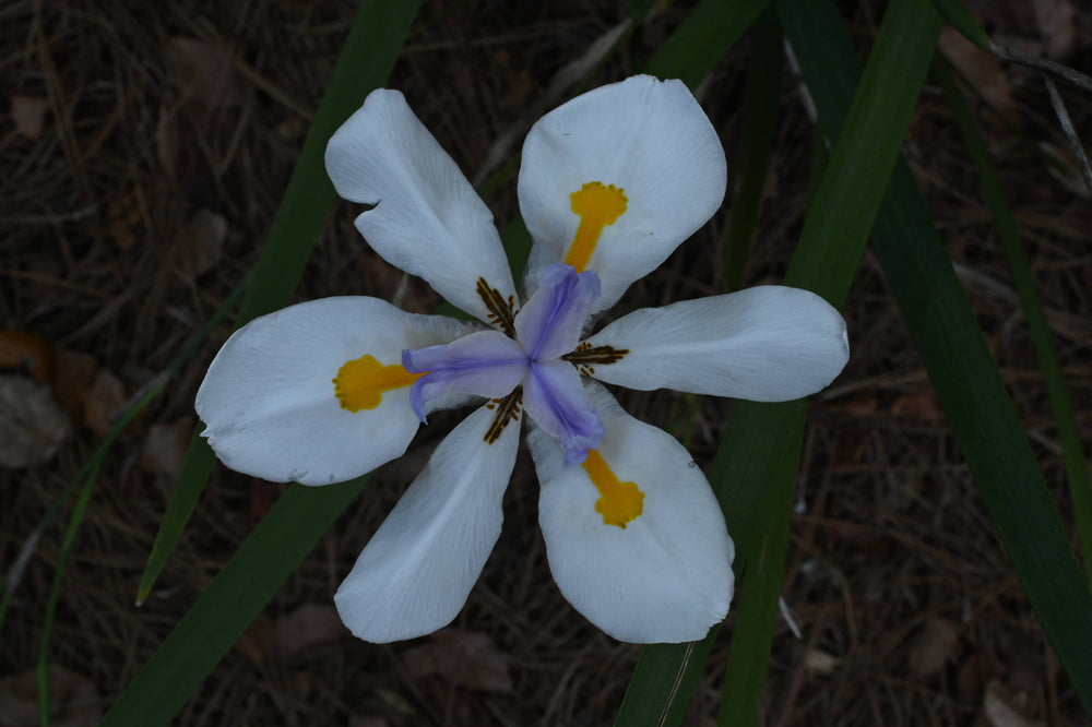 Fairy iris [Dietes grandiflora]