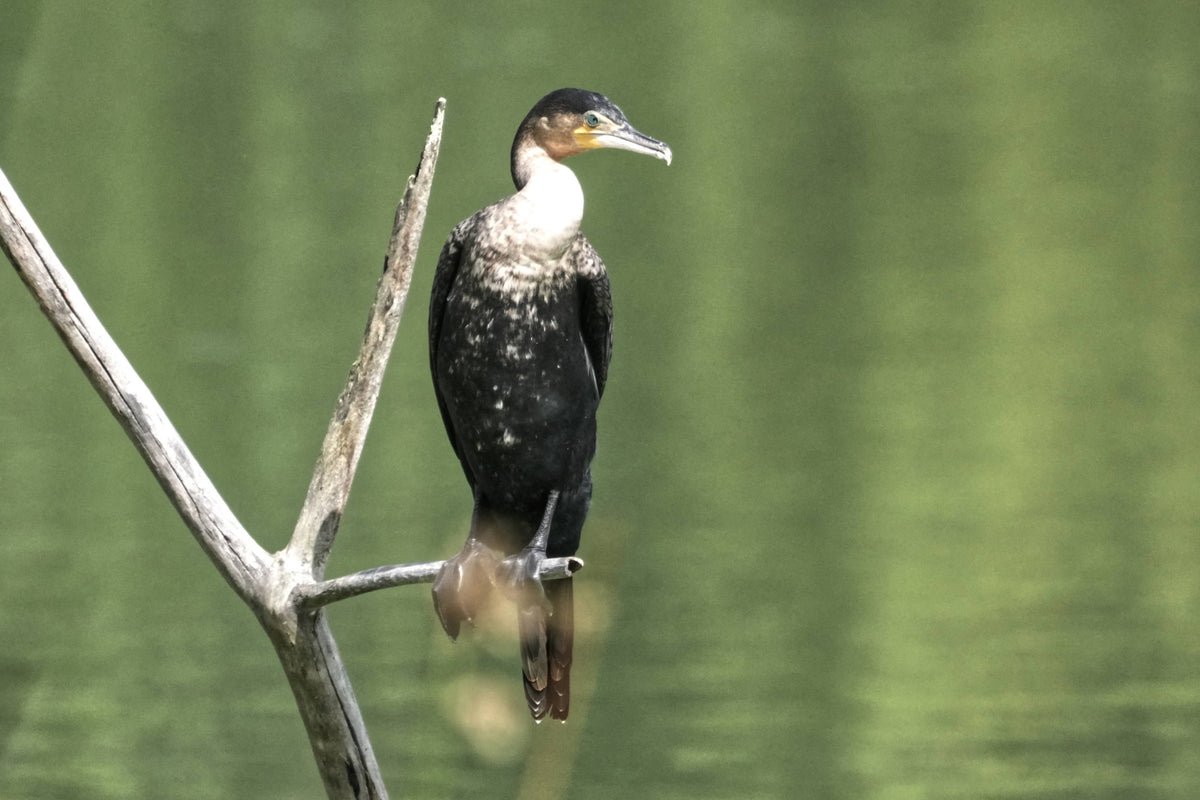 White-Breasted Cormorant [Phalacrocorax carbo lucidus]