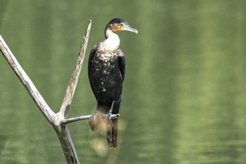 White-Breasted Cormorant [Phalacrocorax carbo lucidus]