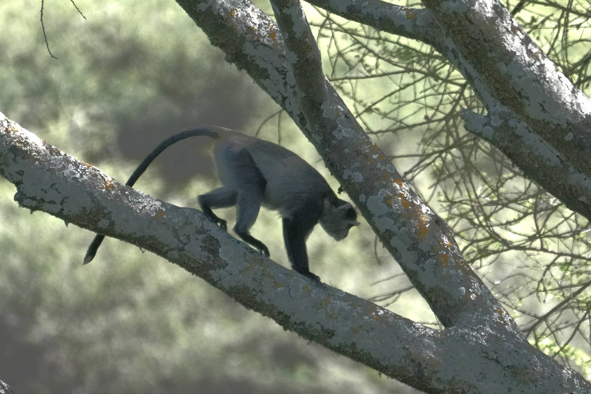 Mantled Guereza [Colobus guereza], Tanzania