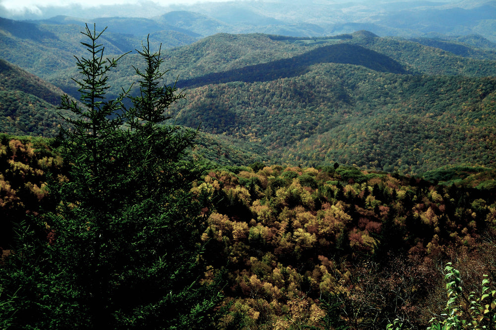 Looking Southeast From Wet Camp Gap, Nantahala National Forest