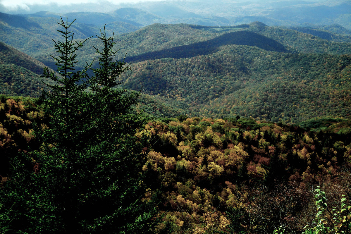 Looking Southeast From Wet Camp Gap, Nantahala National Forest