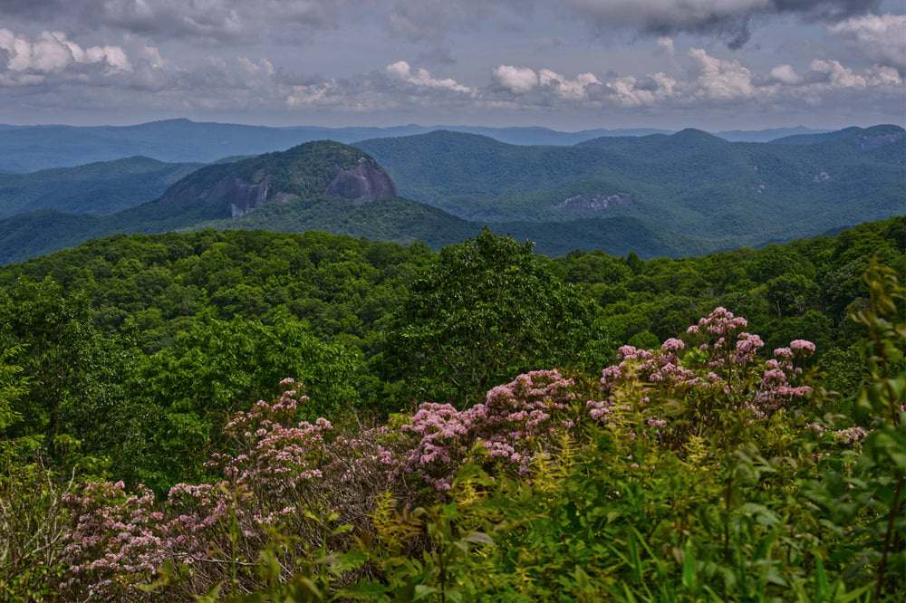 Mountain Laurel with Looking Glass Rock, Pisgah Natl. Forest