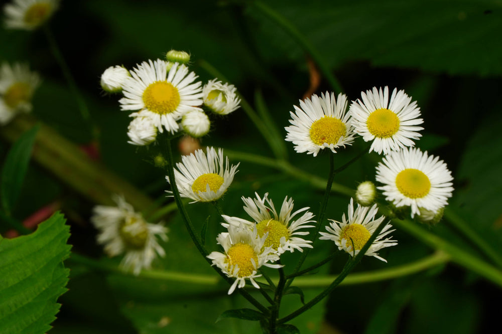 White Aster [Symphyotrichum ericoides]