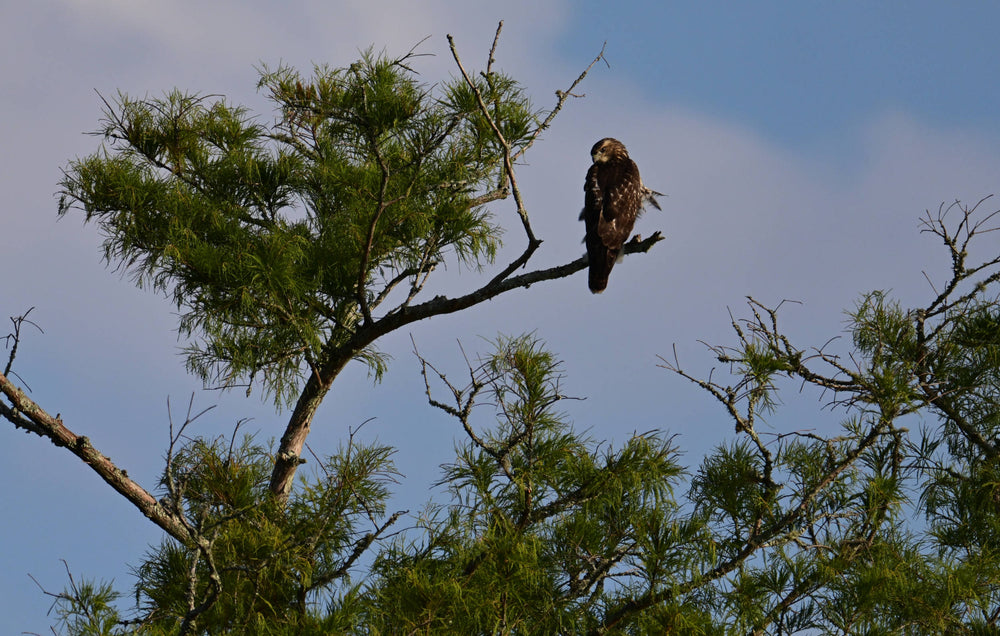 Red-Tailed Hawk [Buteo jamaicensis]