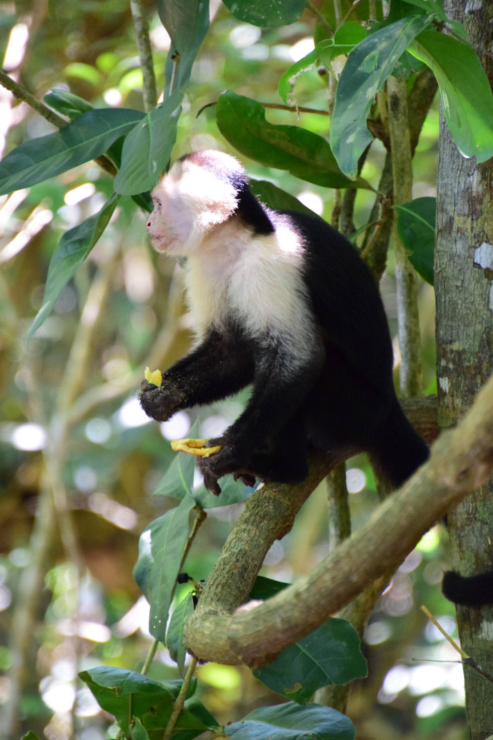 Columbian White Headed Capuchin Monkey [Cebus capucins]