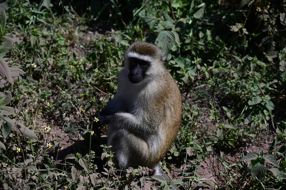 Velvet Monkey [Chlorocebus pygerythrus], Tanzania