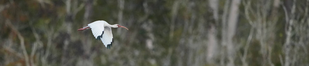 White Ibis flight [Eudocimus albus]