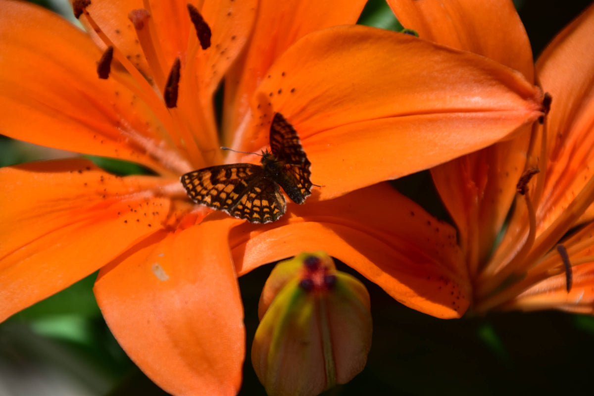 Siberian Lily [Lilium pennsylvanicum]