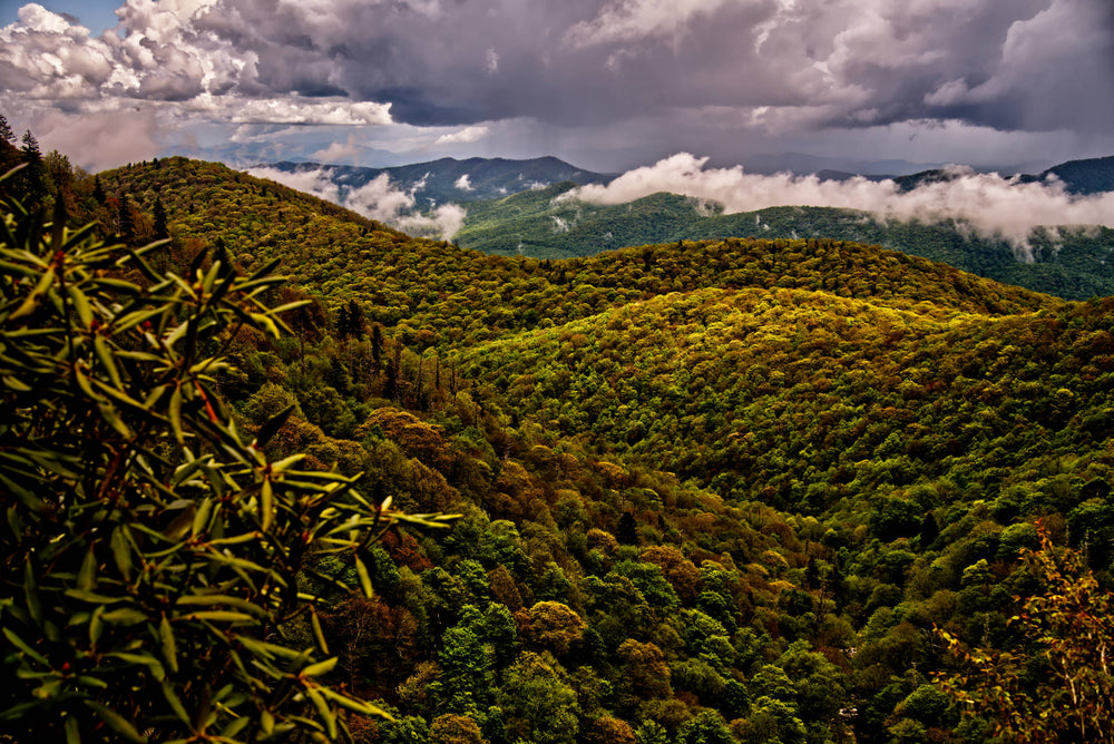Rain on Funneltop Mountain, Pisgah National Forest