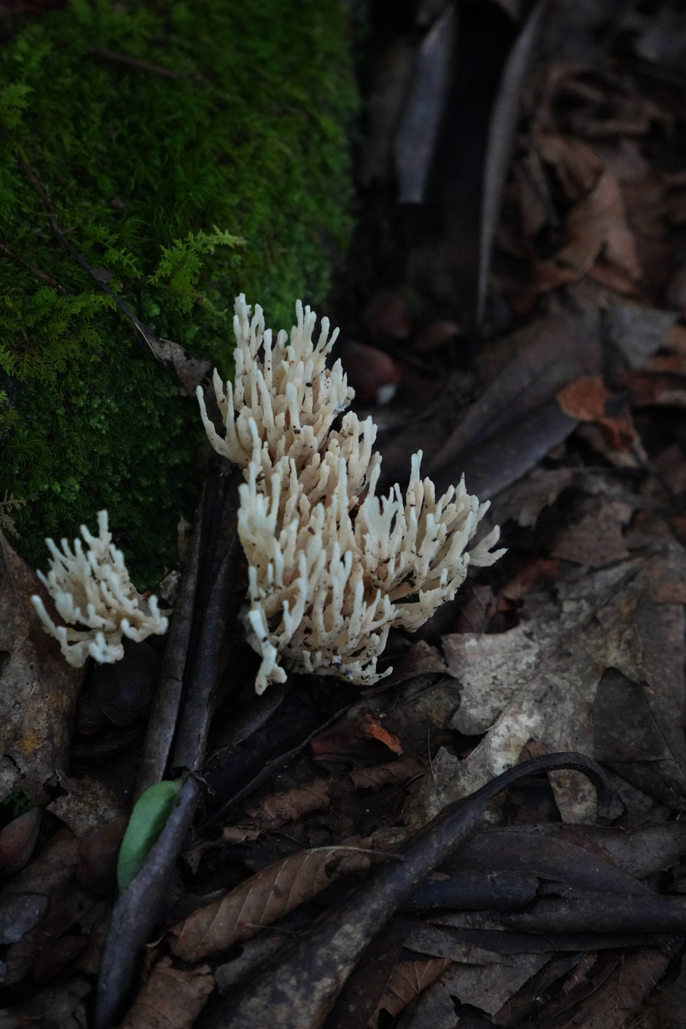 Strict-branched Coral Fungus [Ramaria stricta]