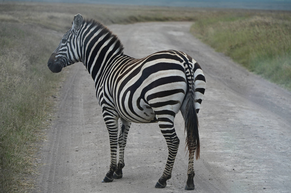 Plains Zebra [Equus quagga], Ngorongoro Crater, Tanzania
