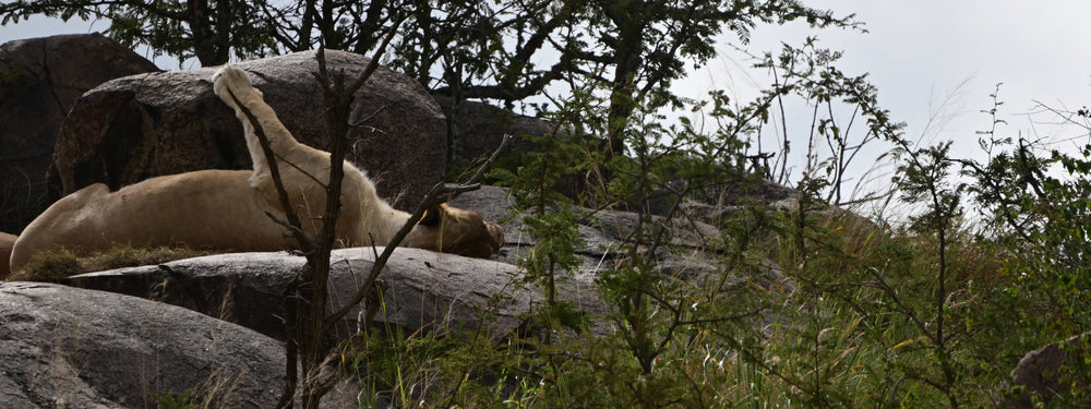 Lion [Panthera leo] Sleeping, Serengeti, Tanzania