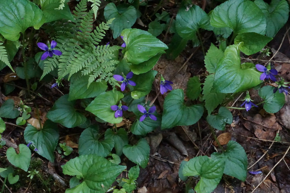 Blue violets [Viola sororia]