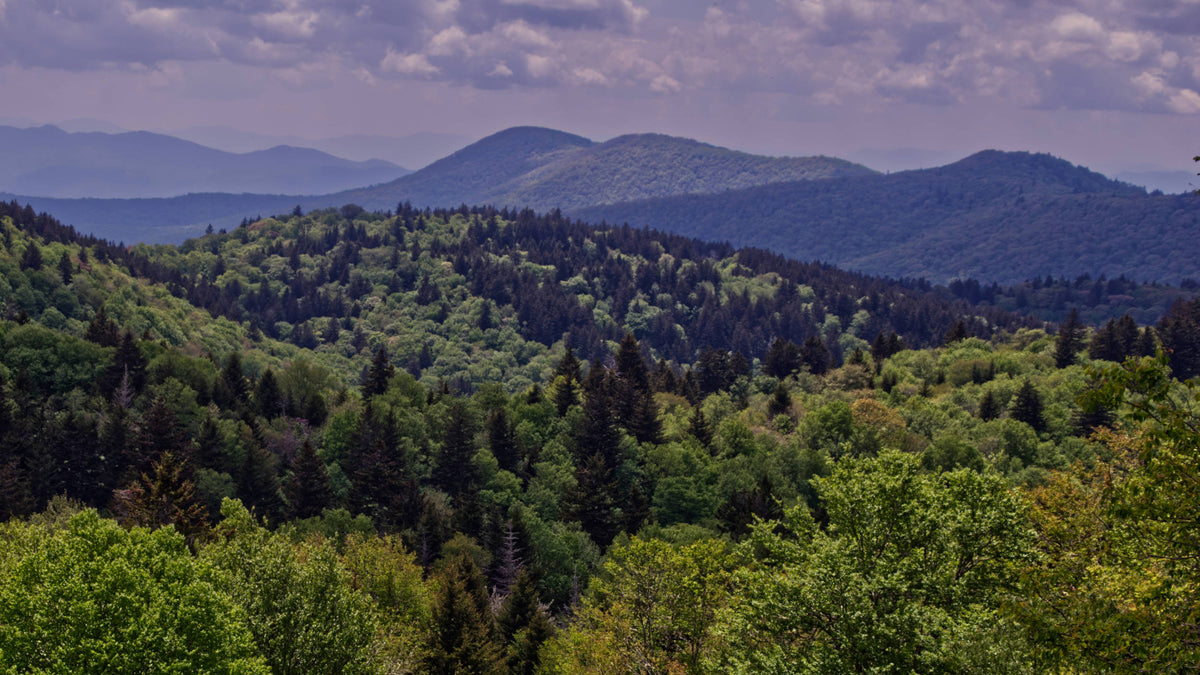 Wolf Bald near Mt. Hardy in Pisgah National Forest