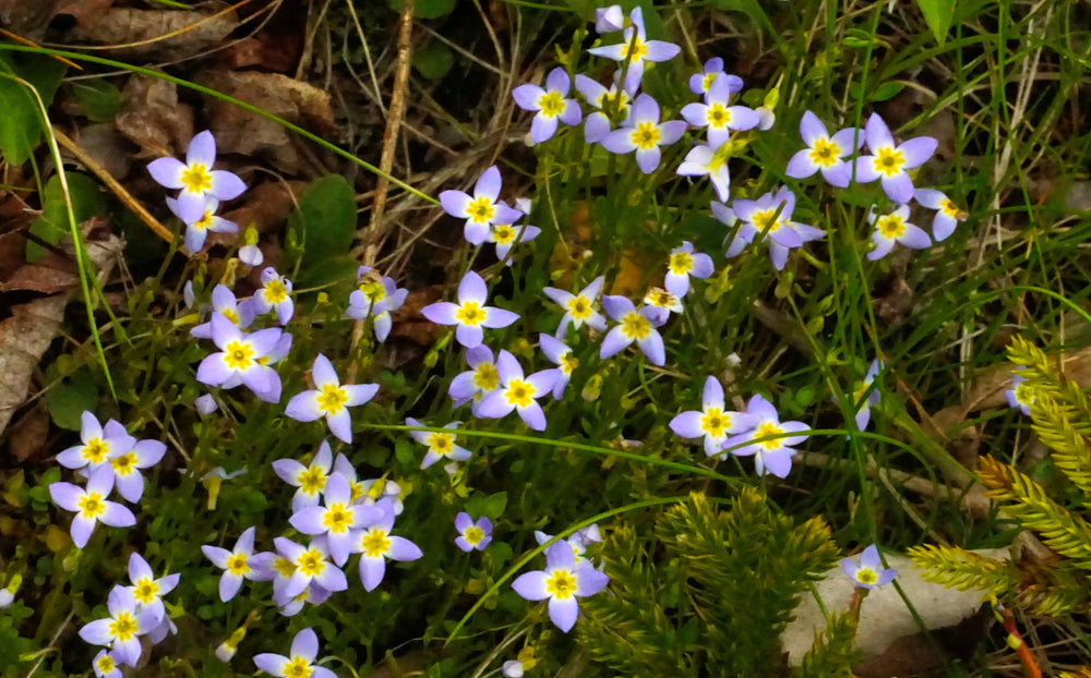 Azure Bluet [Houstonia caerulea]