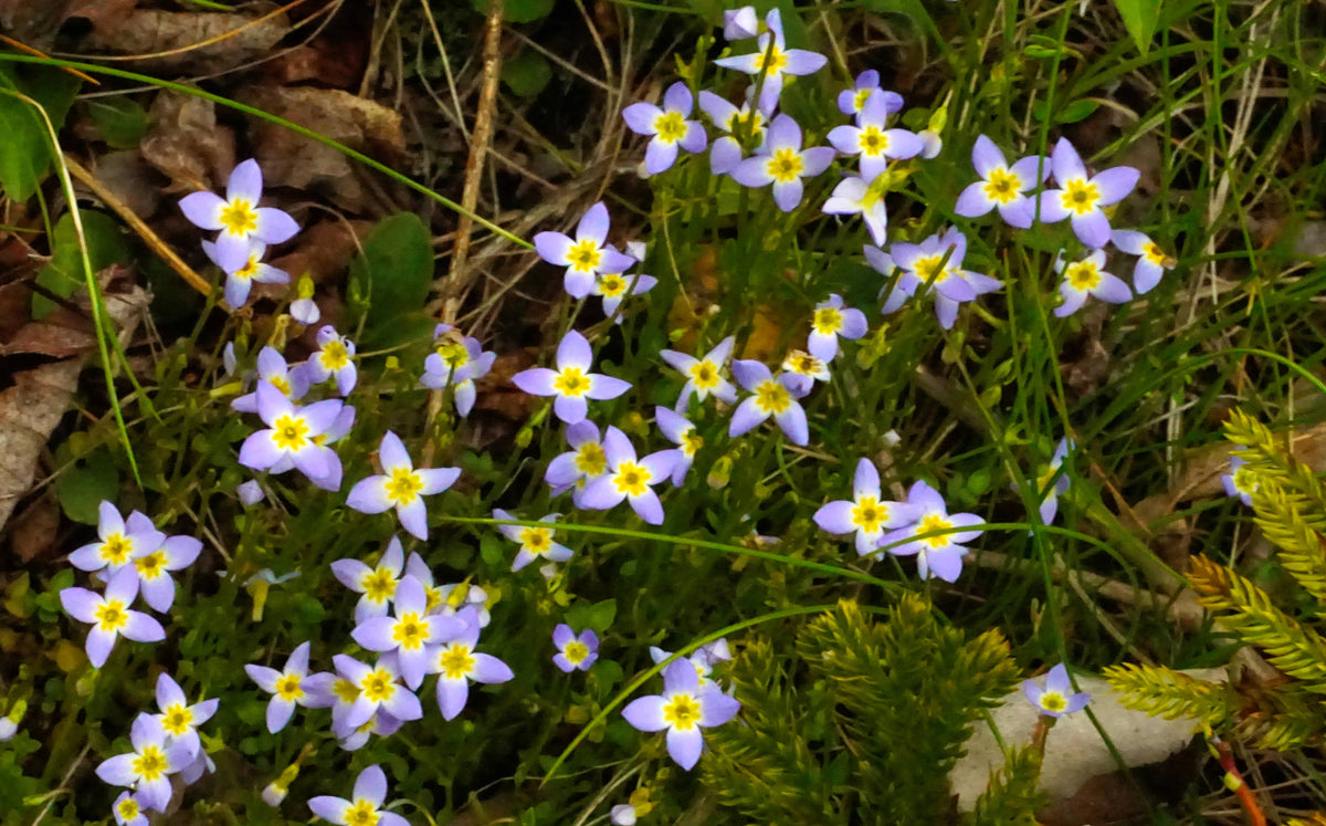 Azure Bluet [Houstonia caerulea]