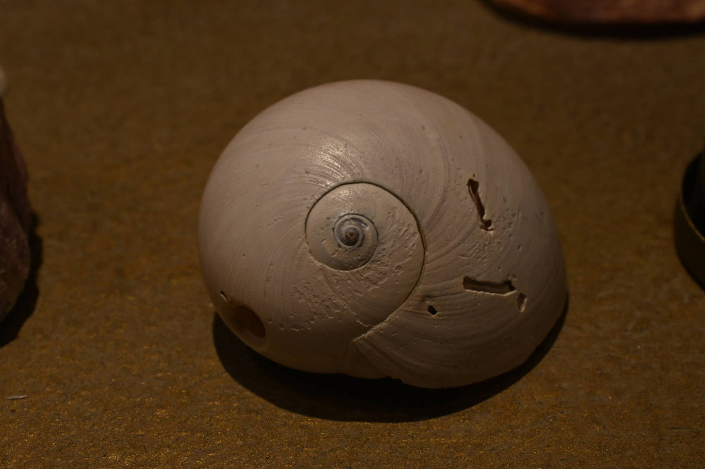 Moon Snail [Neverita didyma]