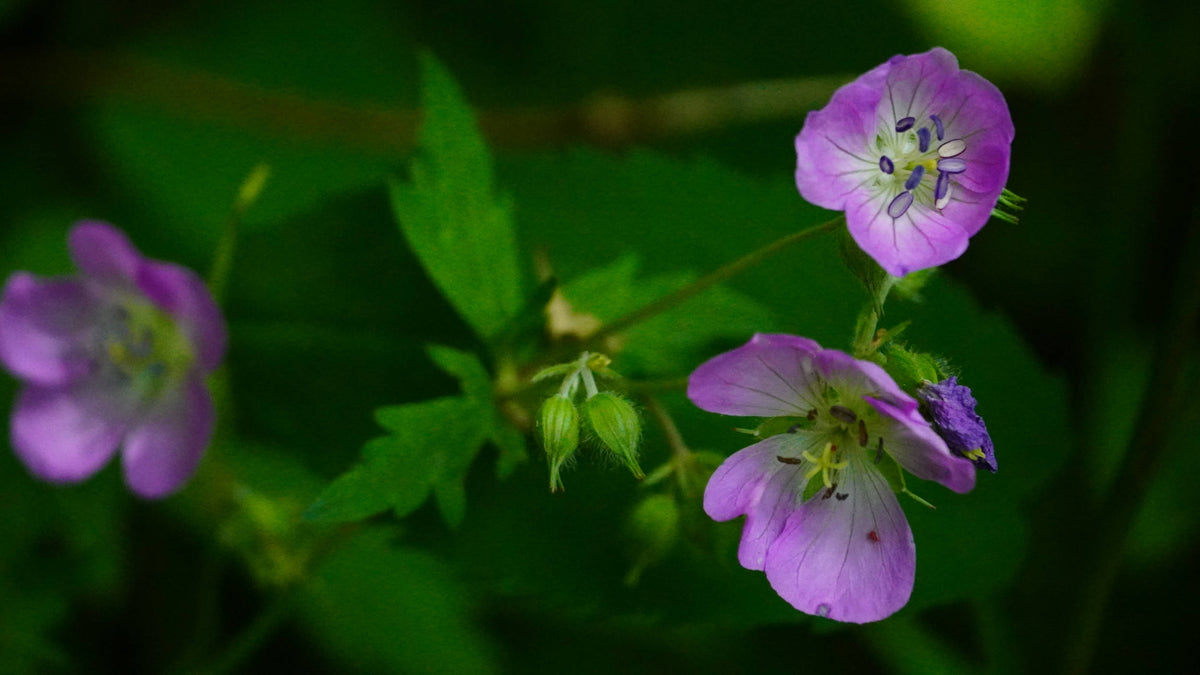 Wild geranium [Geranium maculatum]